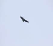 2015 02 21 Redwing 015